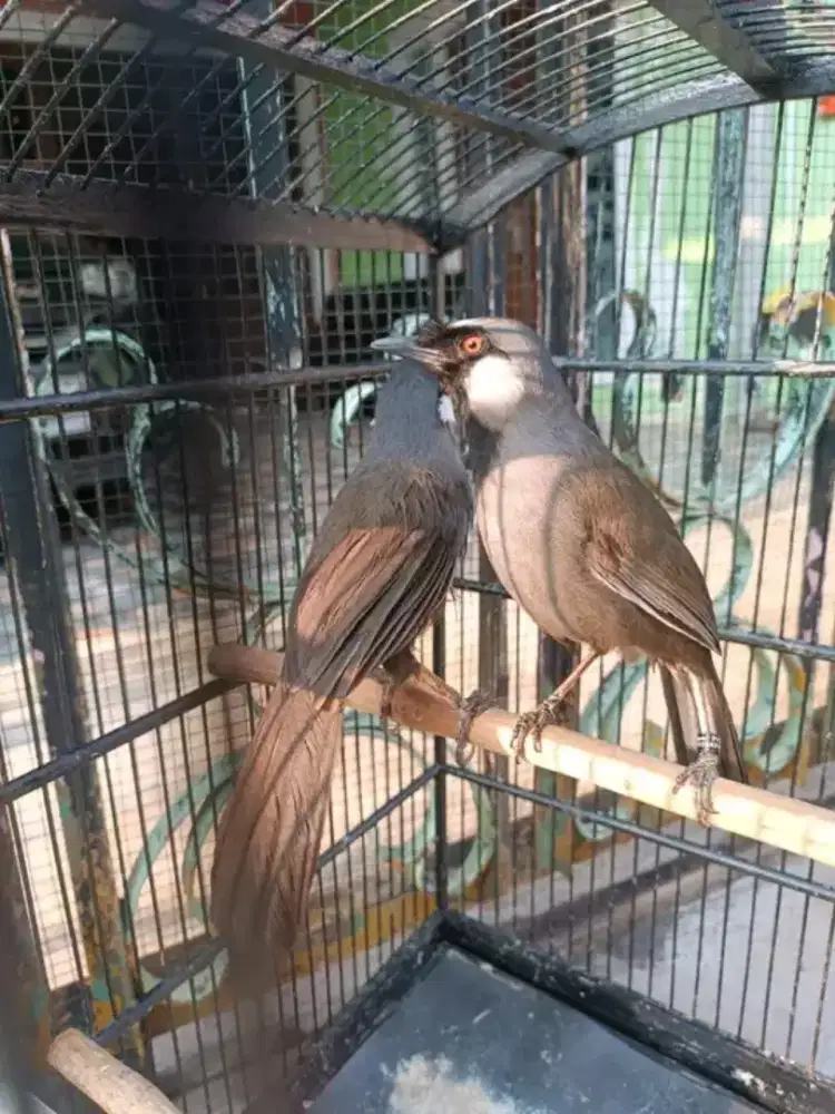 Sepasang poksay hongkong mapan siapan