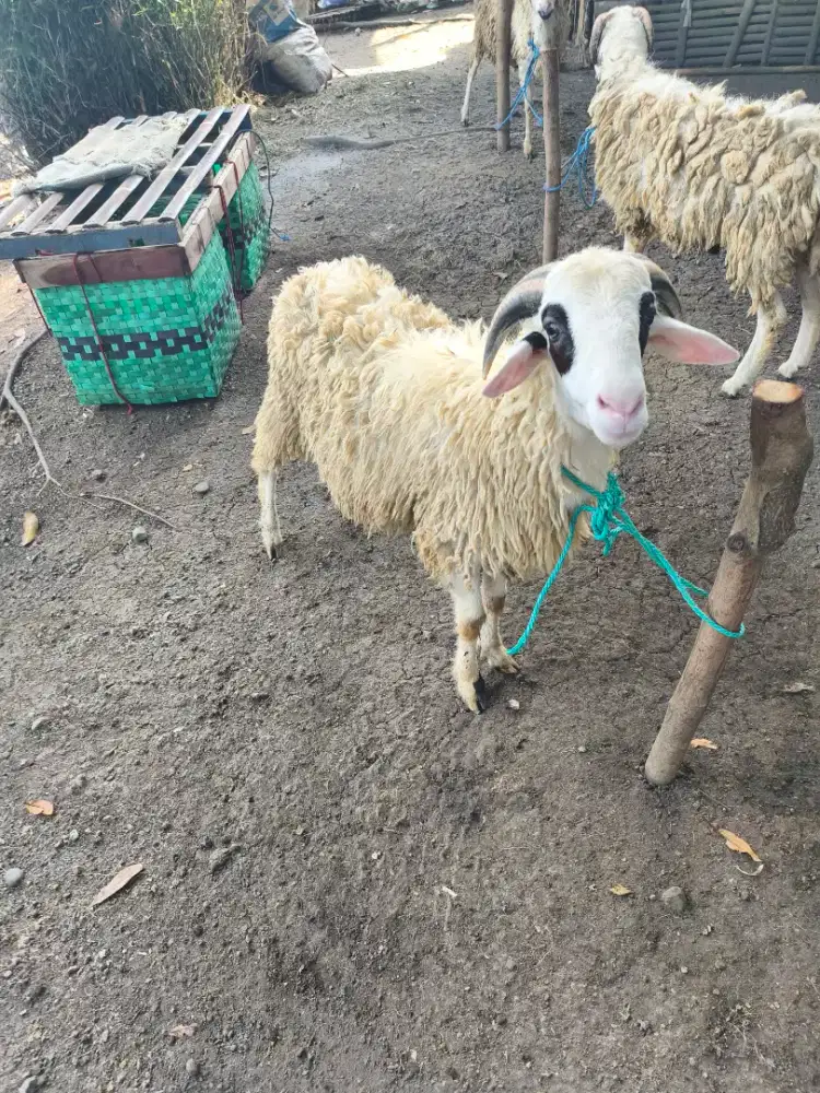 Kambing/Domba Qurban Ekonomis & Terjangkau Bantul 24jam
