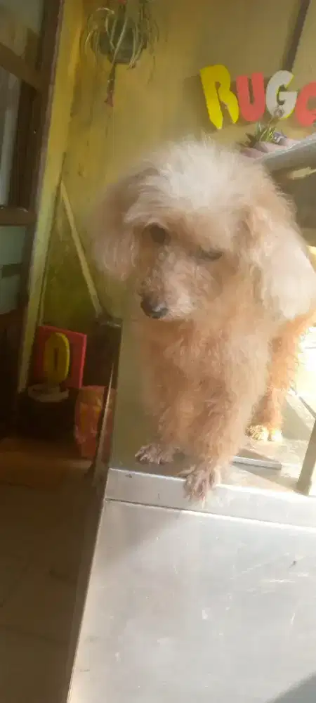 Jual cepat anjing poodle kondisi sehat dan terawat