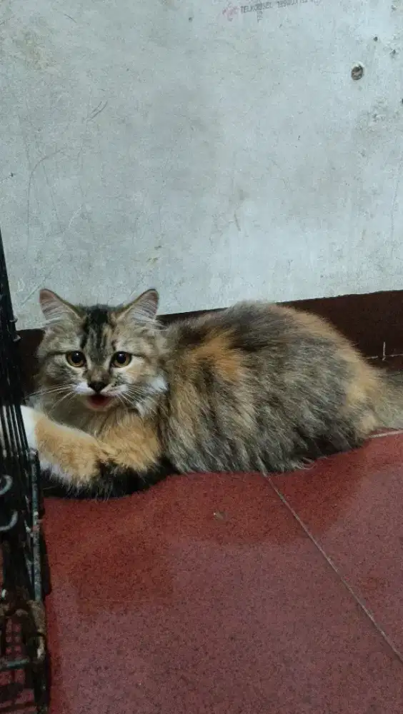 Jual Kucing Persia Mix Longhair Fluffy