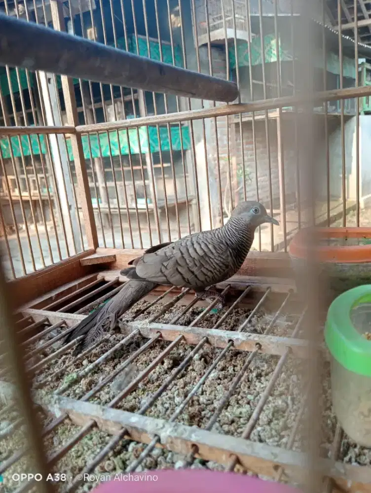 Perkutut cemani lokal gacor