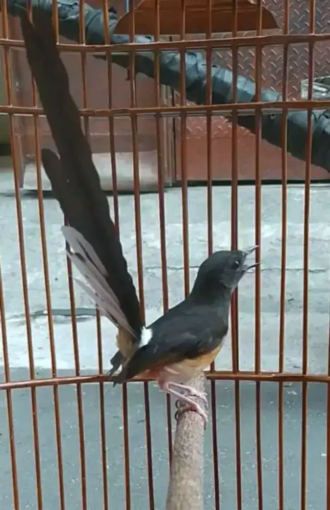 Murai betina siapan ekor 18 cm