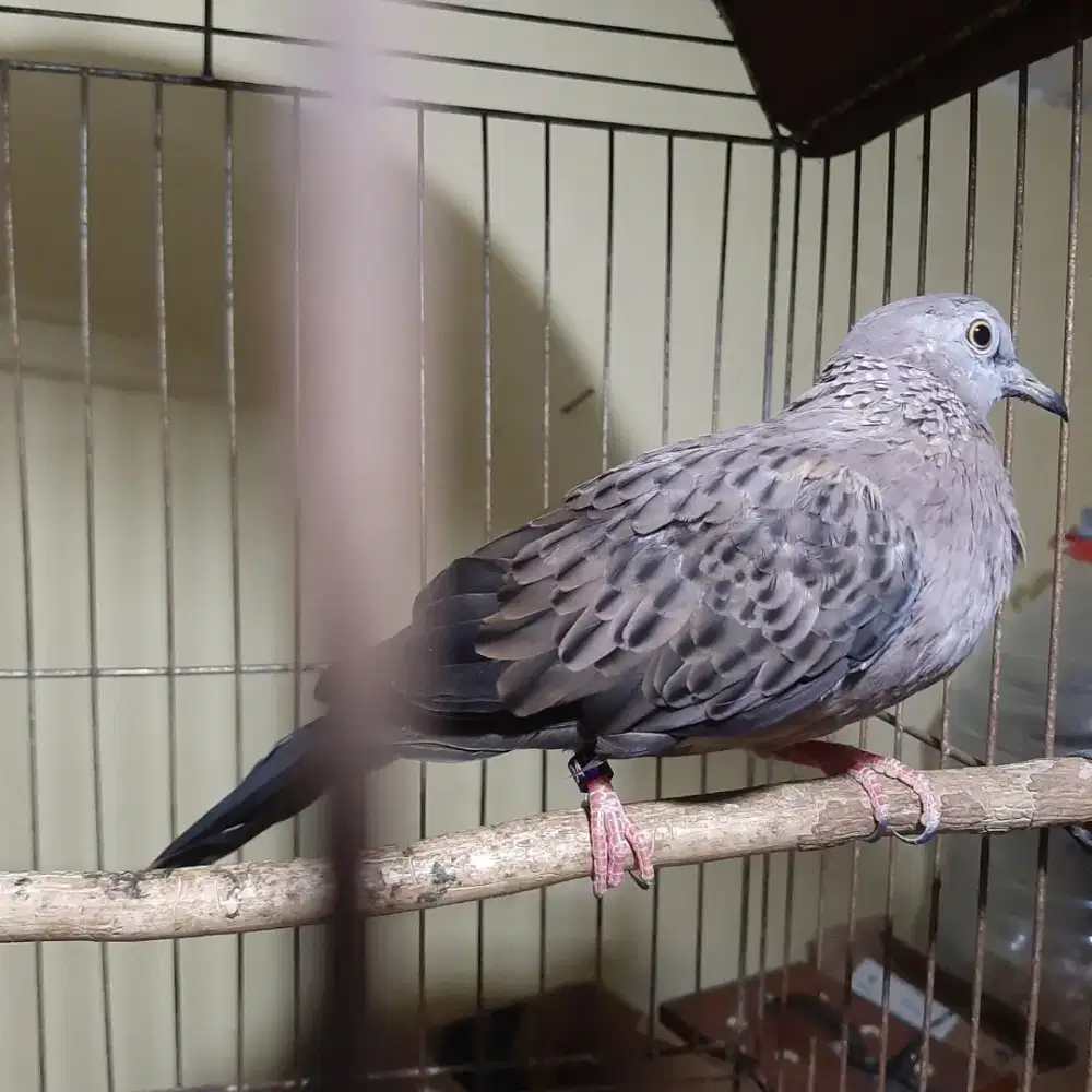 Burung Tekukur Leopard Jantan udah Bunyi