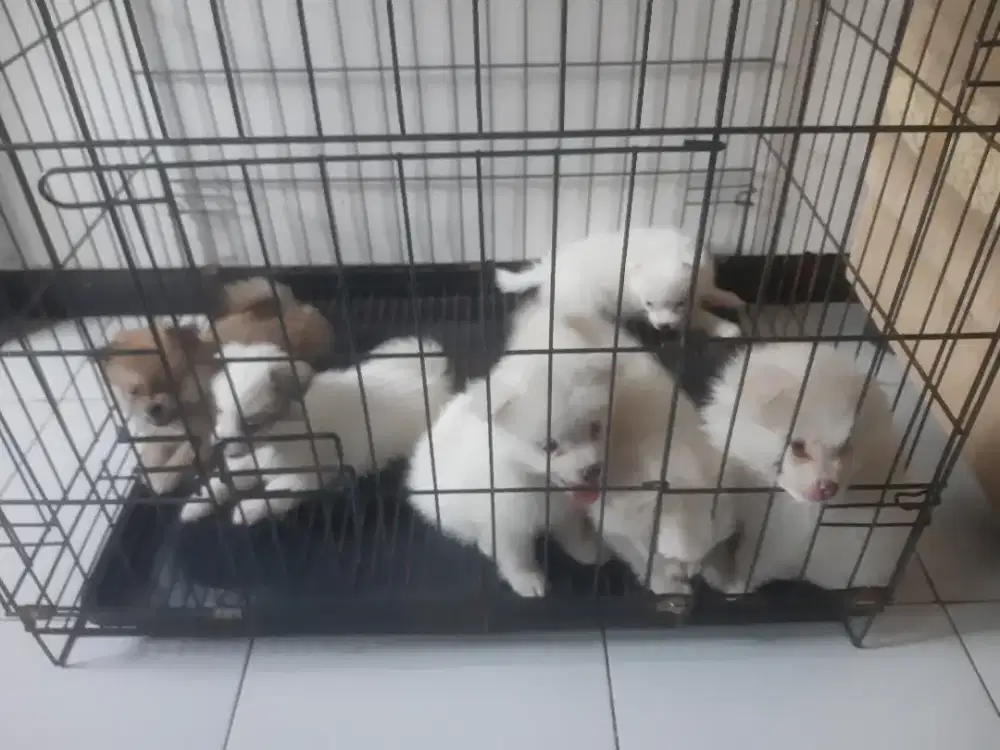 Anak anjing minipom