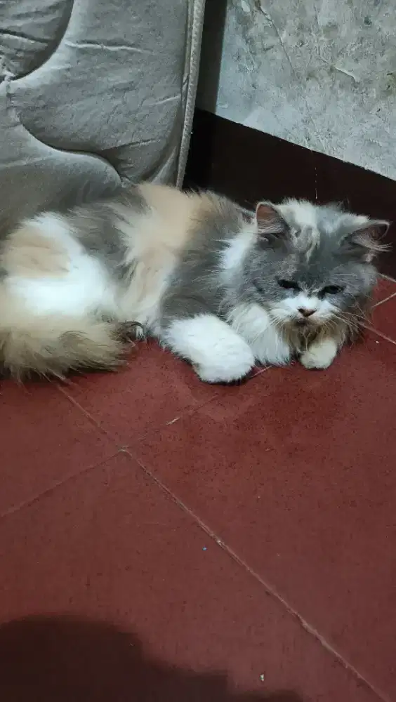 Open adopt/ jual kucing Persia indukan mix longhair