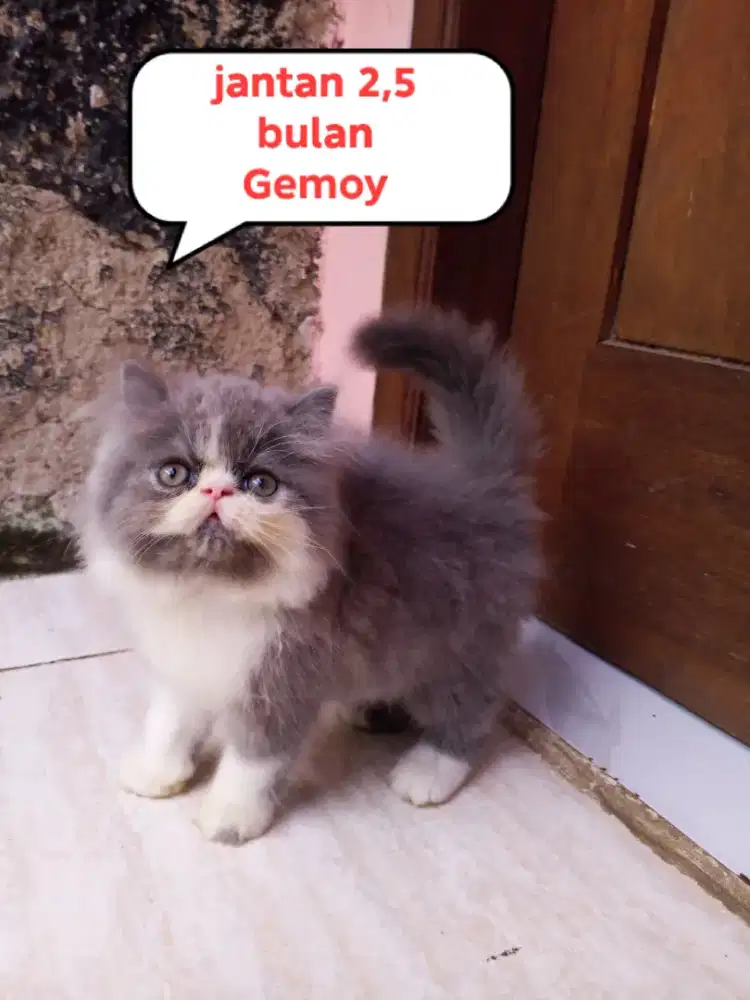 Kucing Persia peaknose