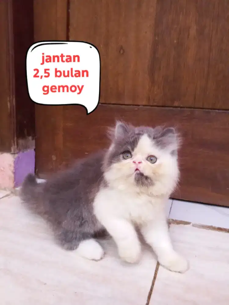 Kucing Persia peaknose