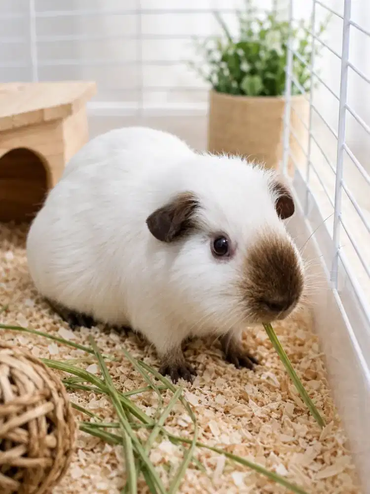Marmut hias / guinea pig america California dot choco