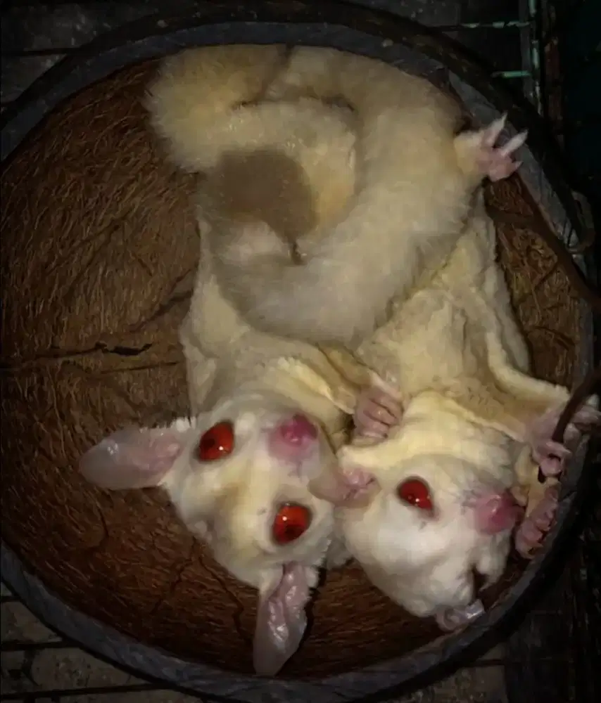 Sugar glider creamino sepasang proven 3x