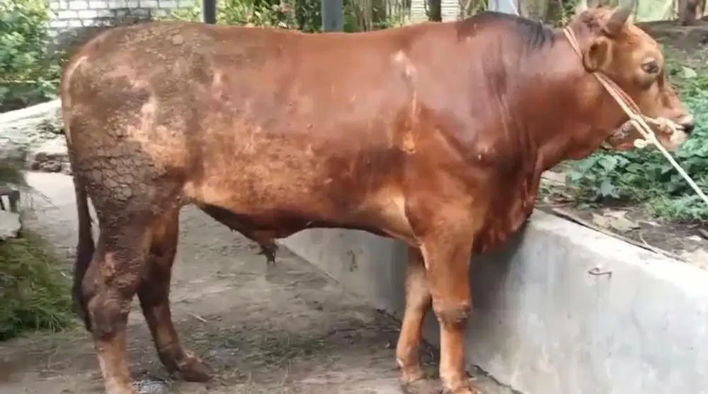 SAPI QURBAN JUMBO