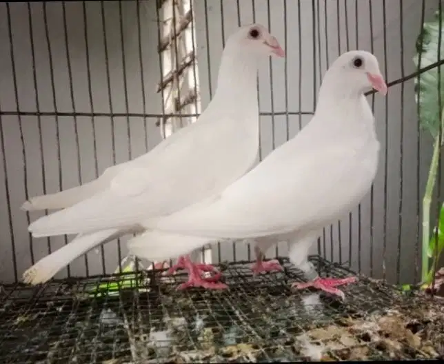 Merpati Pos Putih Sejodoh