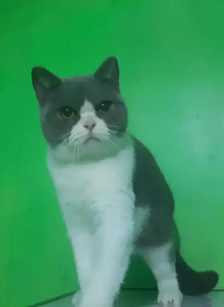 BSH BRITISH SHORTHAIR SF SCOTTISH FOLD MUNCHKIN RAGDOLL EXO SPYNX