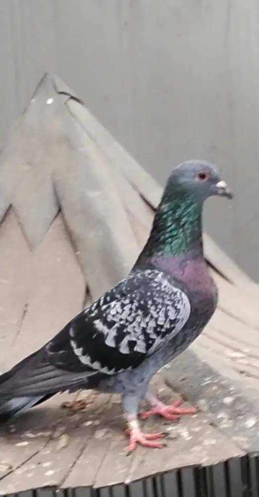 Burung Dara Merpati