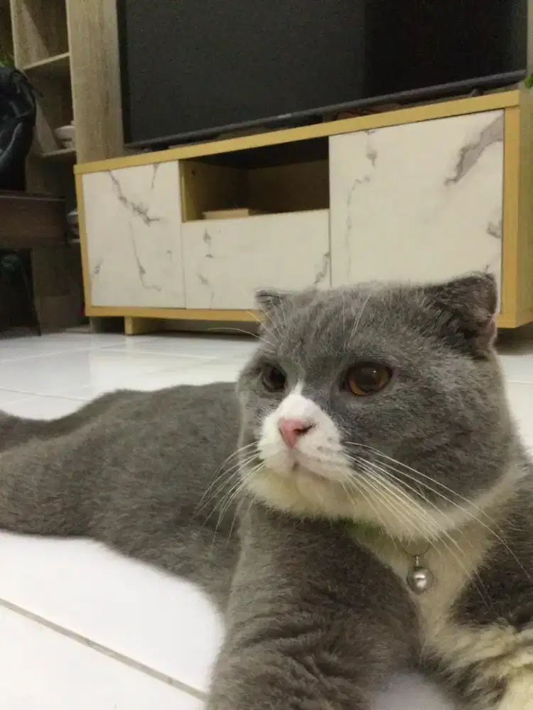 BSH x SF Male/Jantan