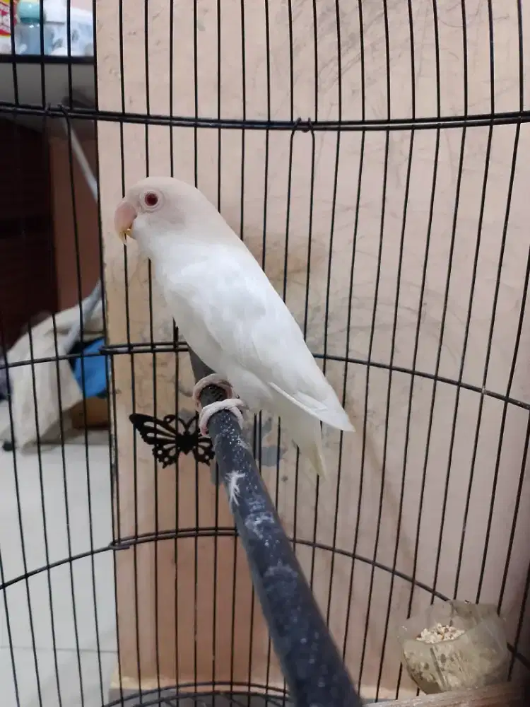 LB albino MM Betina Mapan