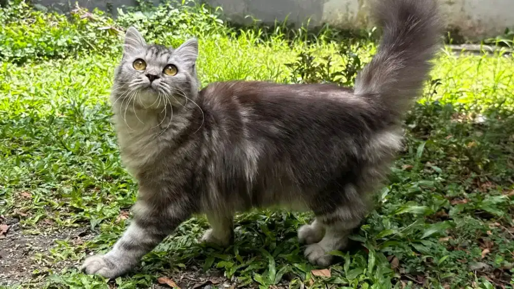 KUCING PERSIA MEDIUM NOSE JANTAN BETINA
