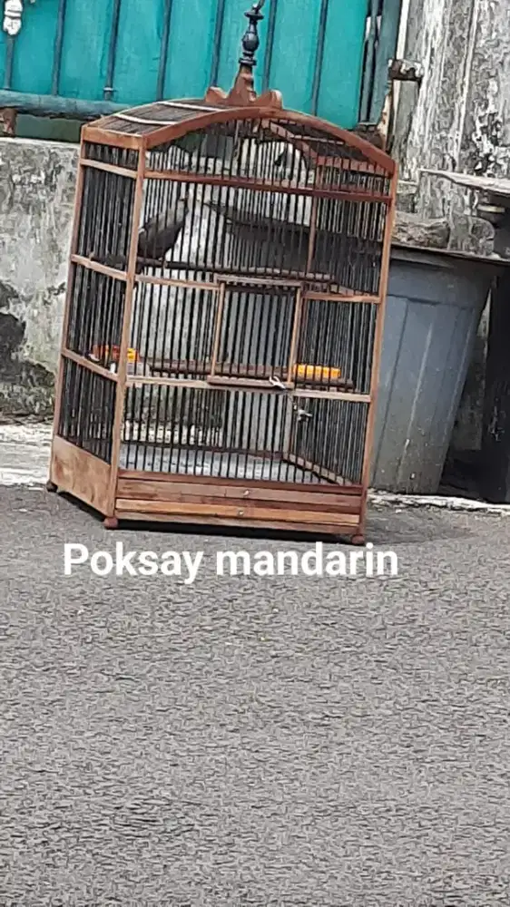 Burung Poksay Mandarin Jantan