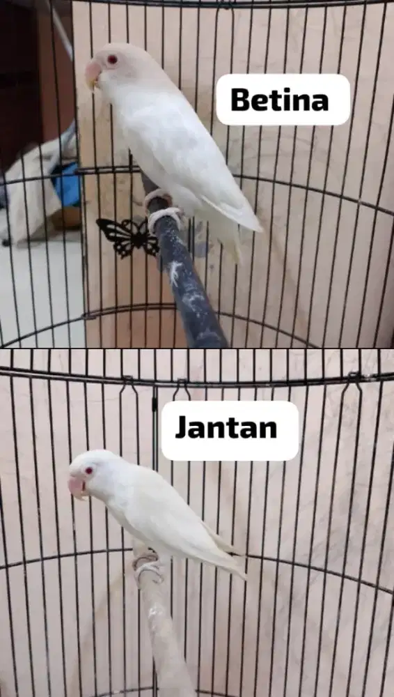 Lovebird LB Albino MM Mata Merah Jantan dan Betina