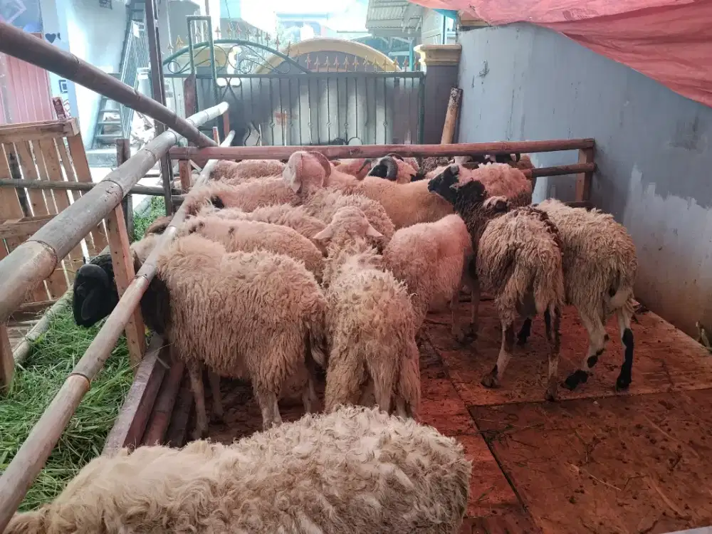 Jual hewan Qurban