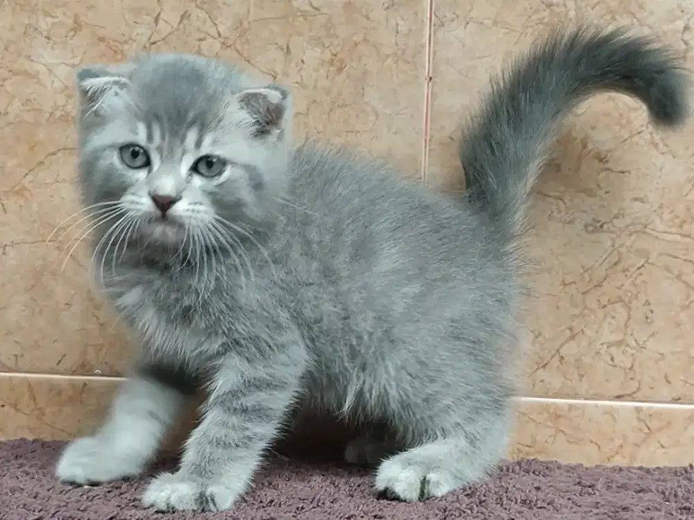 Kucing Scottish fold jantan