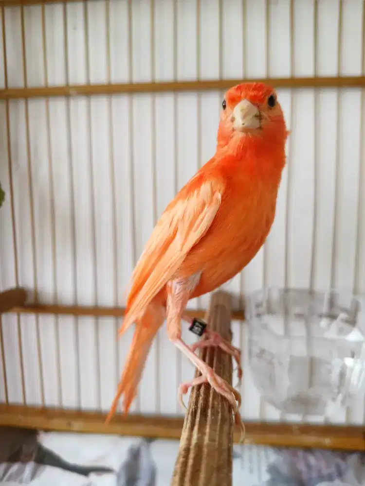 Kenari merah lokal bahan Fik jantan usia 3bln