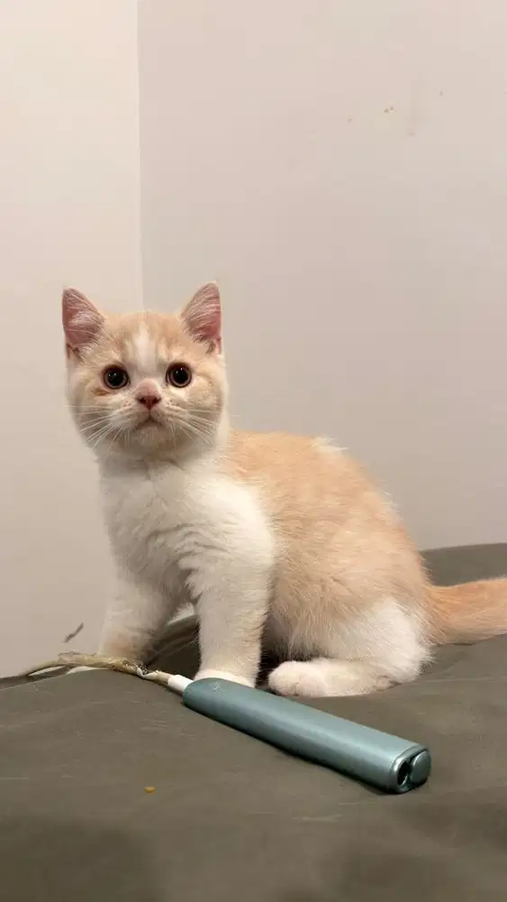 BSH BRITISH SHORT HAIR KITTEN