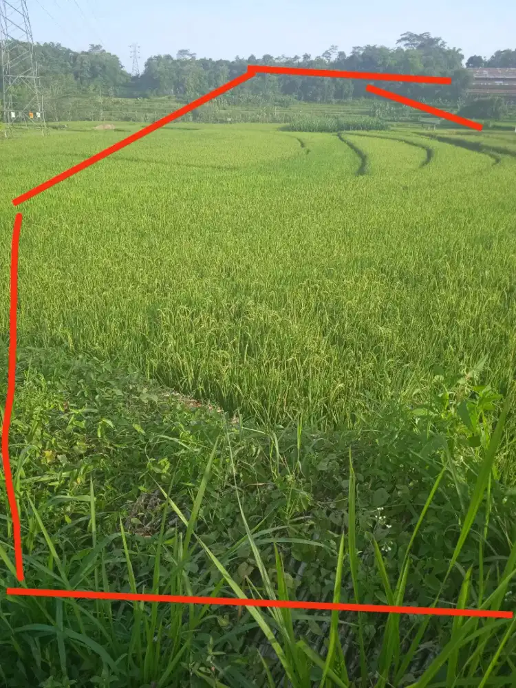 Di jual cepat area sawah pinggir jalan