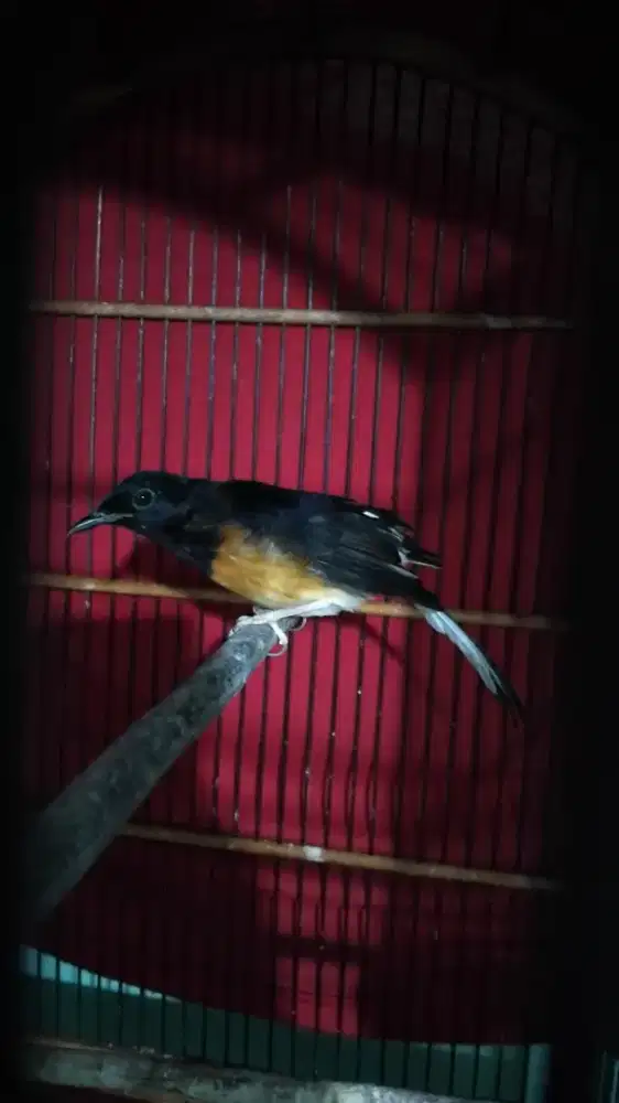 Murai trotol mau mutasi