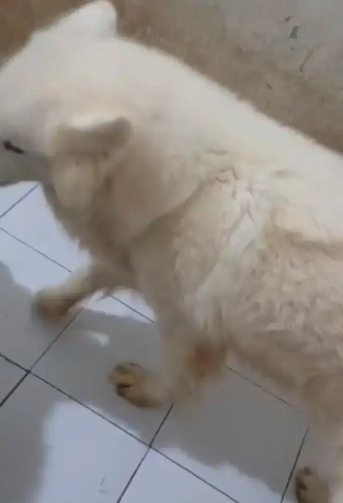 Malamute 2 tahun perawan