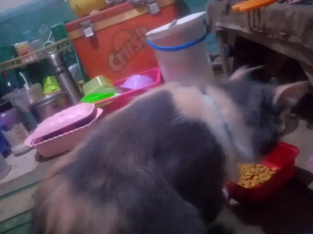 Jual kucing lucu bisa nego harganya mengerti pup ke WC sendiri