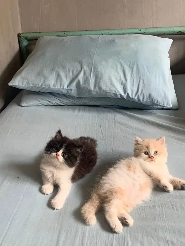 Kitten persia himalaya