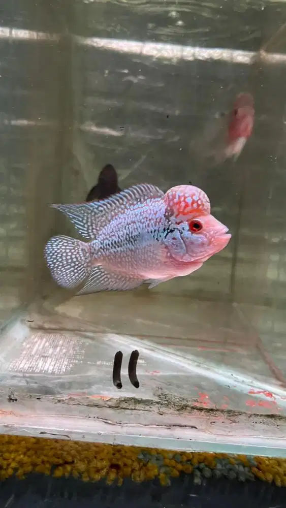 Ikan louhan srm 10 cm.