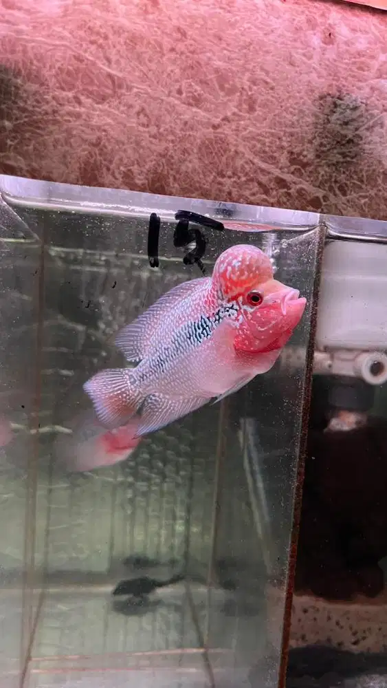 Ikan louhan srd 8 9 cm