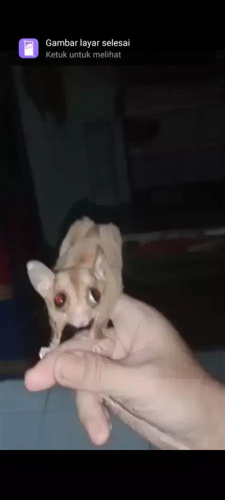 Sugar Glider Caramel LINE Swan Solo