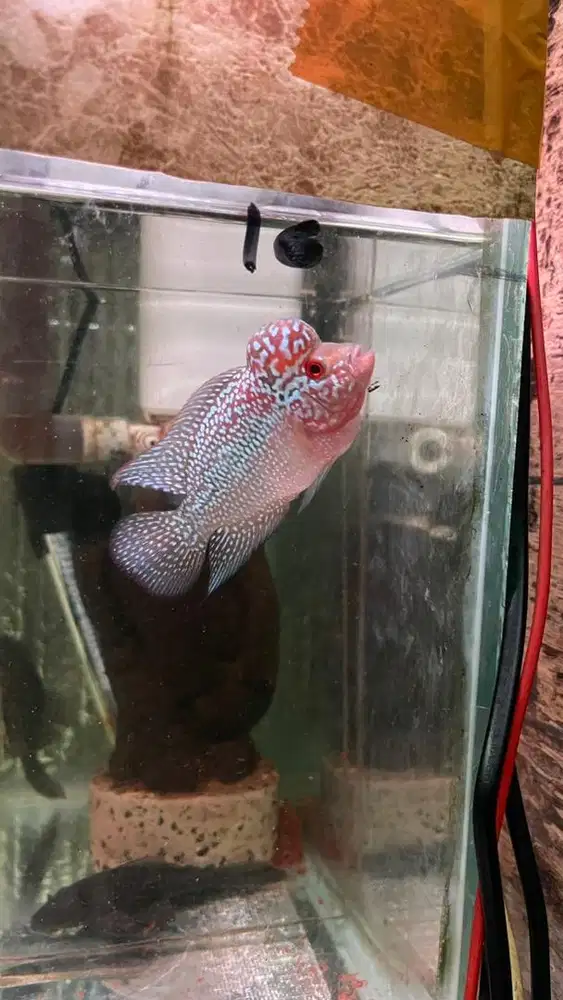 Ikan louhan srd 8 9 cm