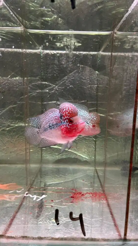Ikan louhan srd 9 cm calon boom head