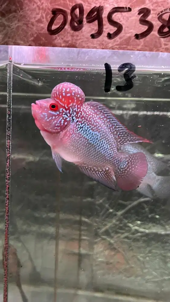 Ikan louhan srd kecil jenong 9 cm 2 jari