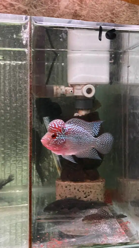 Ikan louhan srd 9 cm badan 2 jari