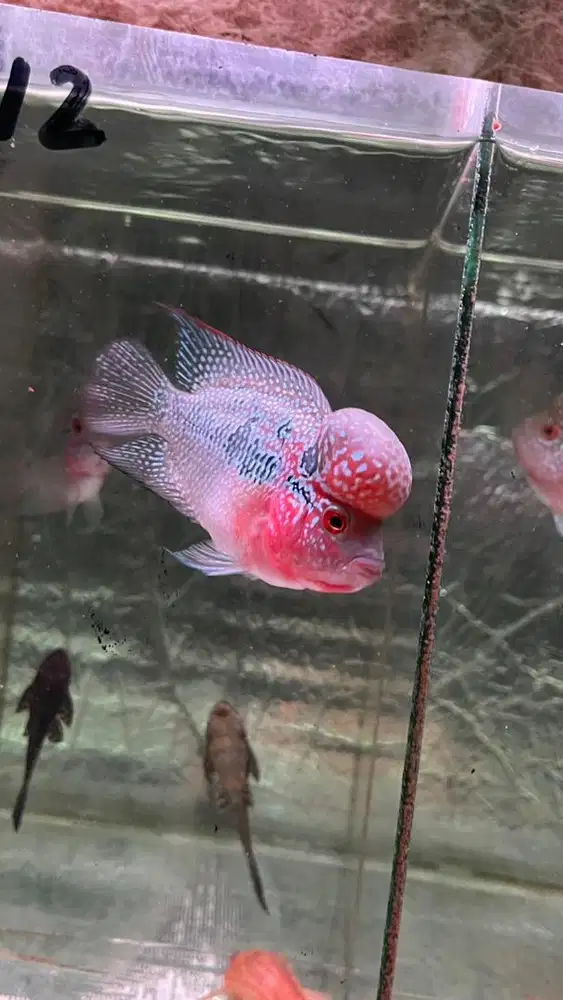Ikan louhan srd 10 cm. Badan 2 lebih jari