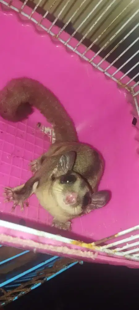 Sugar glider cg