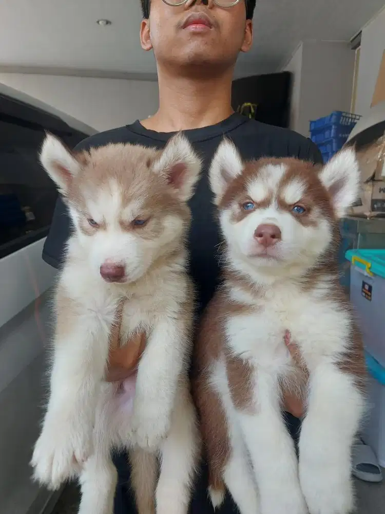 Siberian Husky cakep