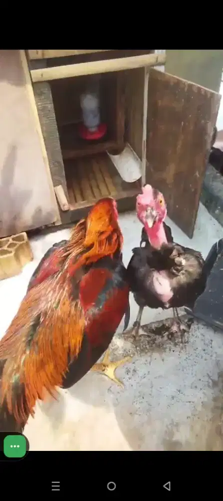 Ayam bangkok sepasang