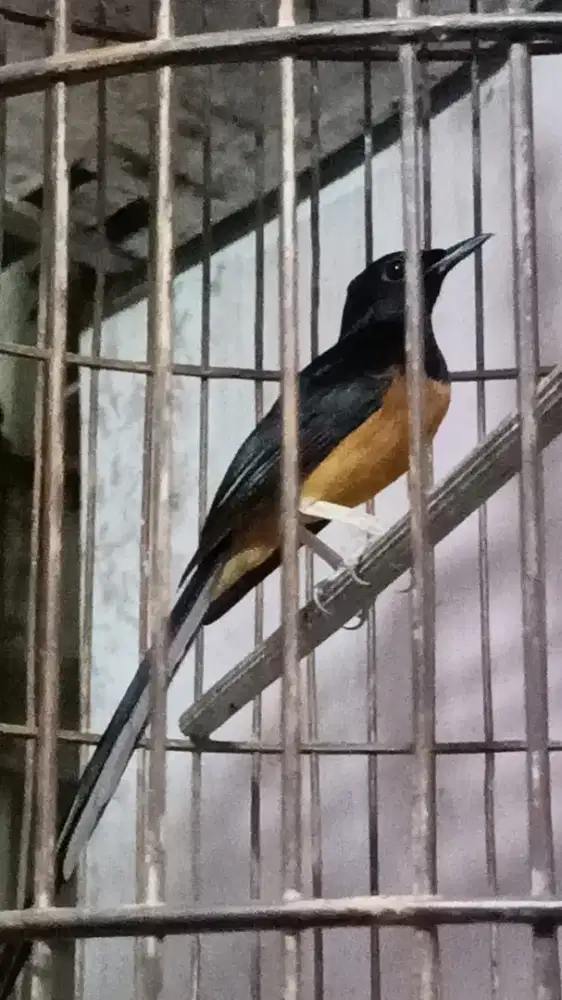Murai muda hutan