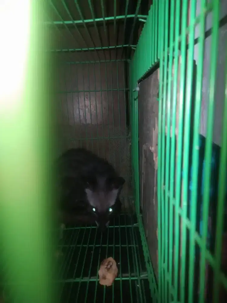 Musang pandan muspan