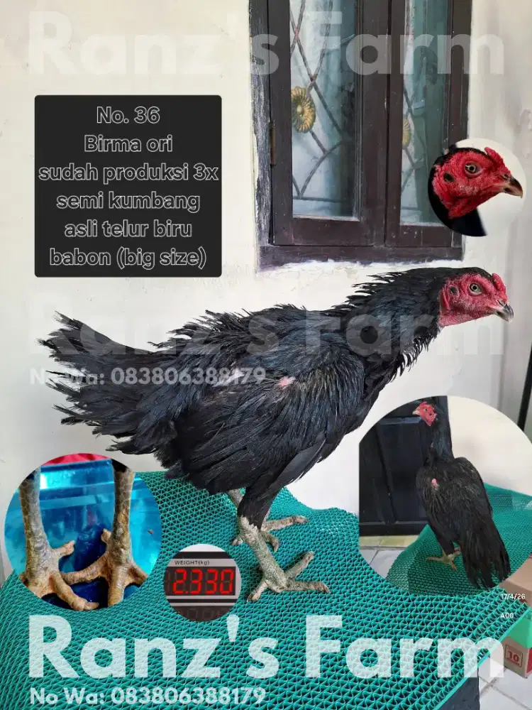Ayam betina bangkok Birma Ori Telur biru