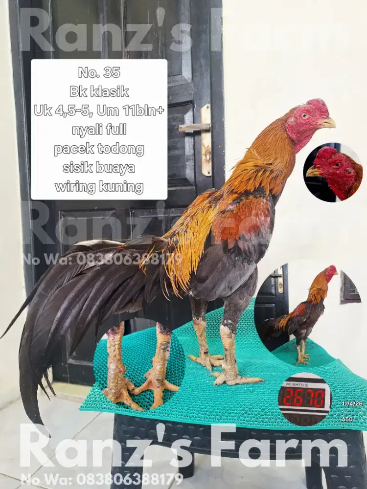 Ayam bangkok Wiring kuning
