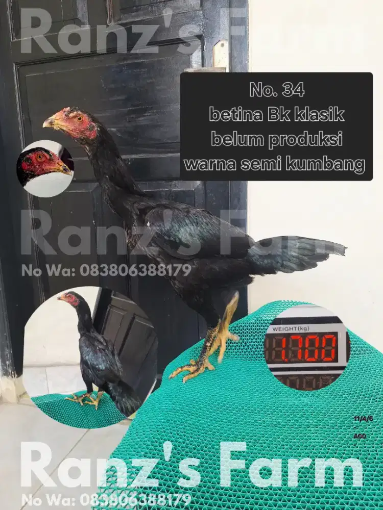 Ayam betina Bk klasik