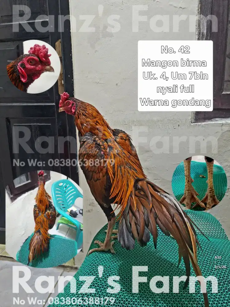 Ayam bangkok Mangon birma gondang