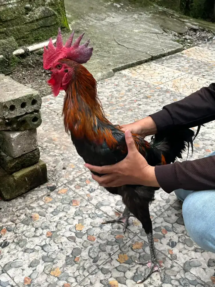ayam pelung 3 ekor dewasa