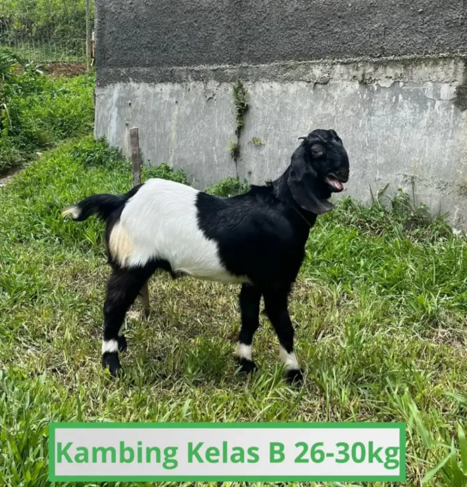 Dijual Hewan Domba , Kambing
